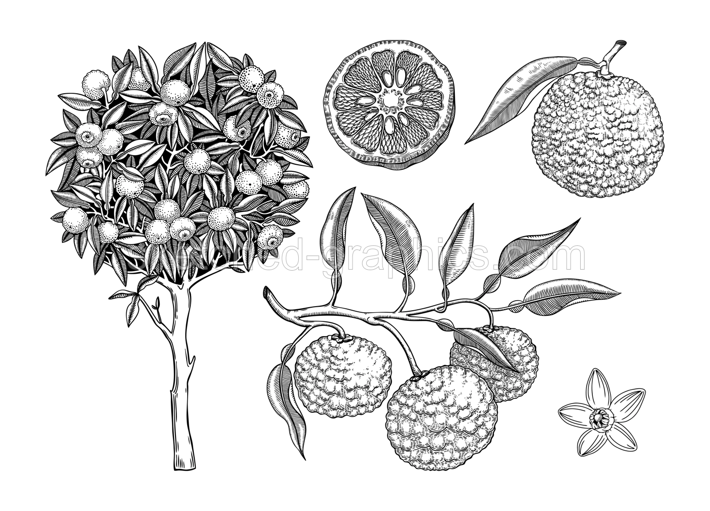  Sketched yuzu tree illustration. Hand drawn set of citrus fruit, leaves, branches and flowers in engraving style. Asian citron botanical drawings set. Decorative exotic  plant sketches collection Illustration